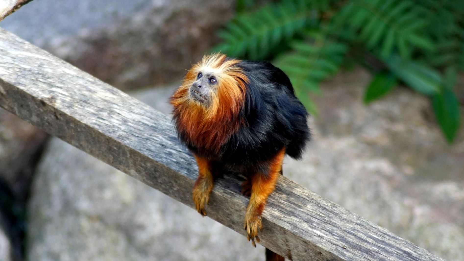 Karakteristik Fisik Golden Lion Tamarin