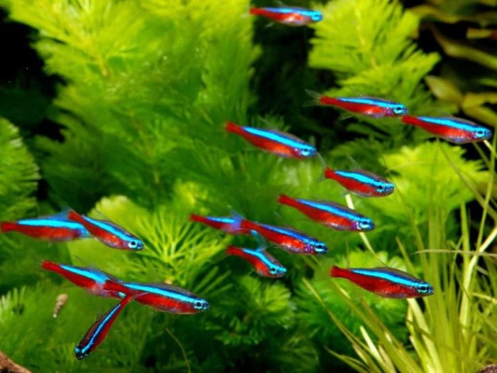 ikan-neon-tetra-keindahan-dan-keunikan