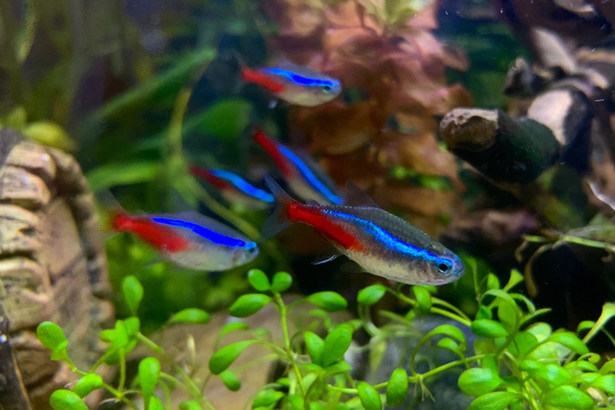 ikan-neon-tetra-keindahan-dan-keunikan
