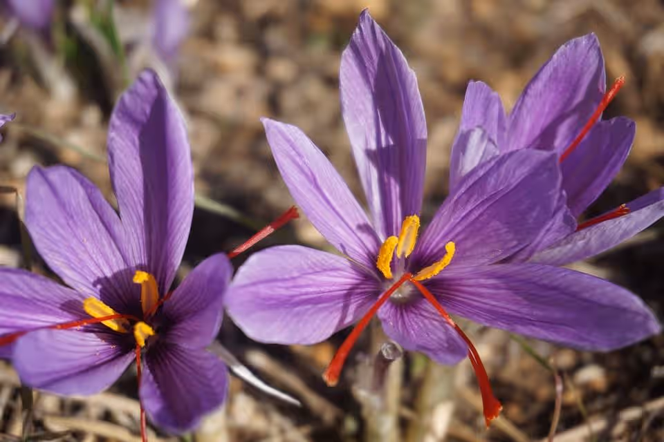 Asal Usul Bunga Saffron
