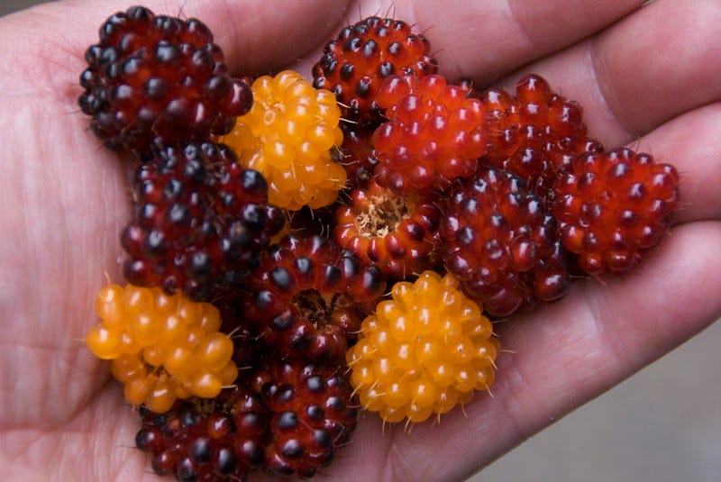 Salmonberry Oranye