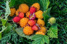 Salmonberry Oranye