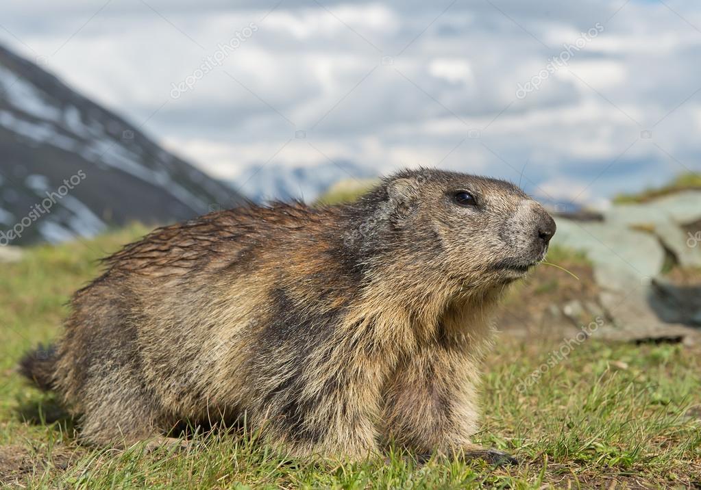 Marmot Alpen