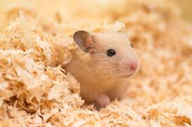 Hamster Suriah
