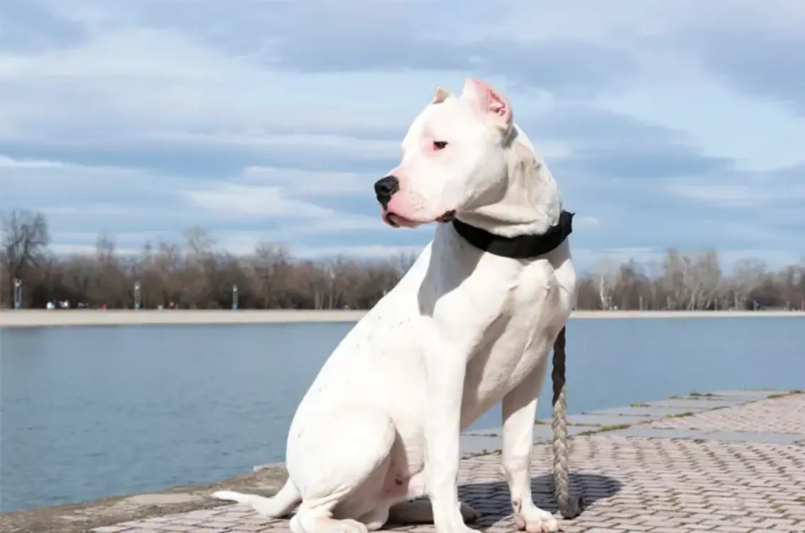 Dogo Argentino