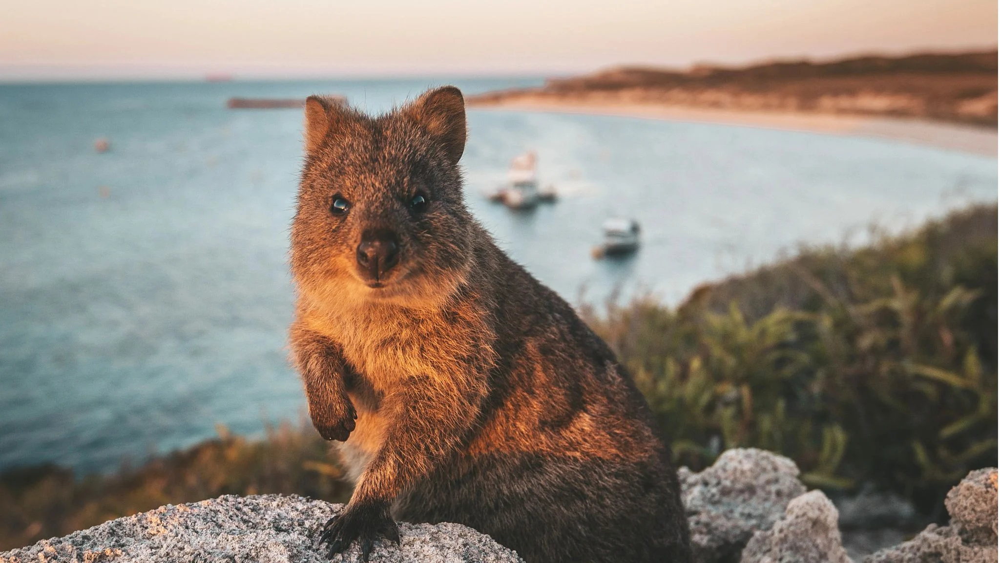 Quokka