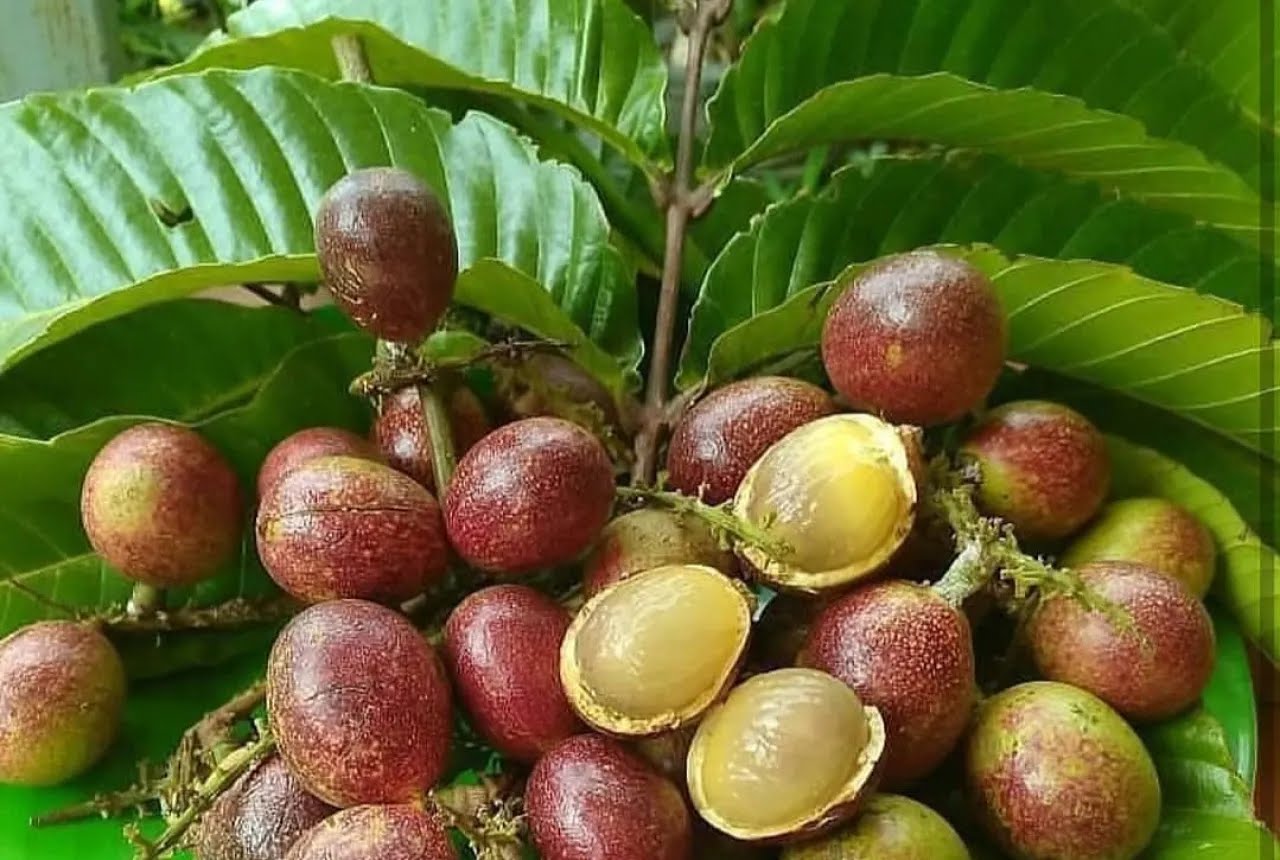 Buah Matoa