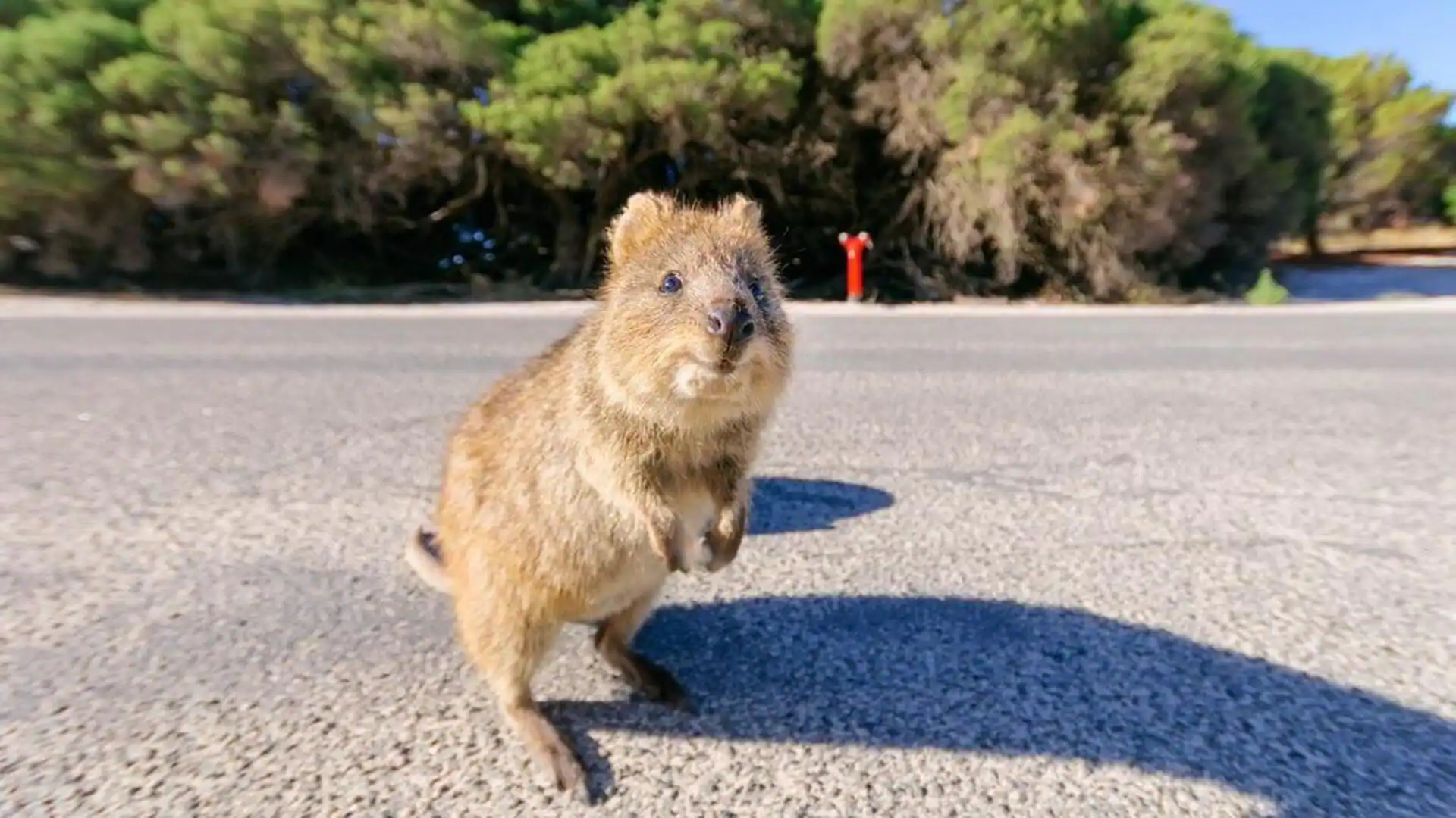Quokka