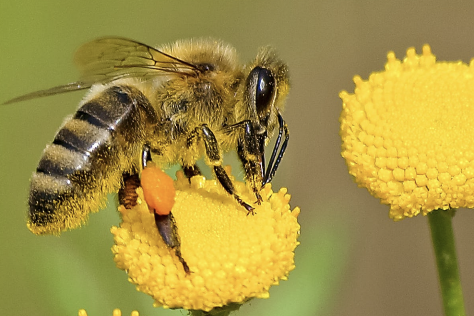 Serangga Penyerbuk: Pahlawan Kecil yang Menyelamatkan Panen dan Makanan Kita