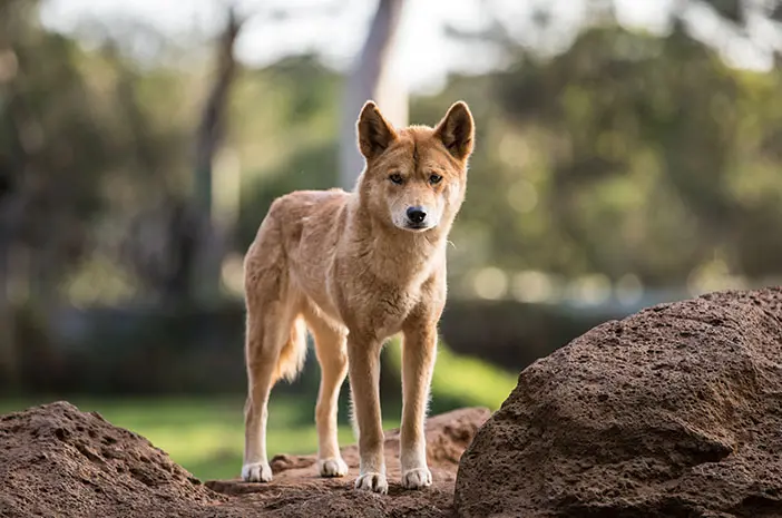 Dingo