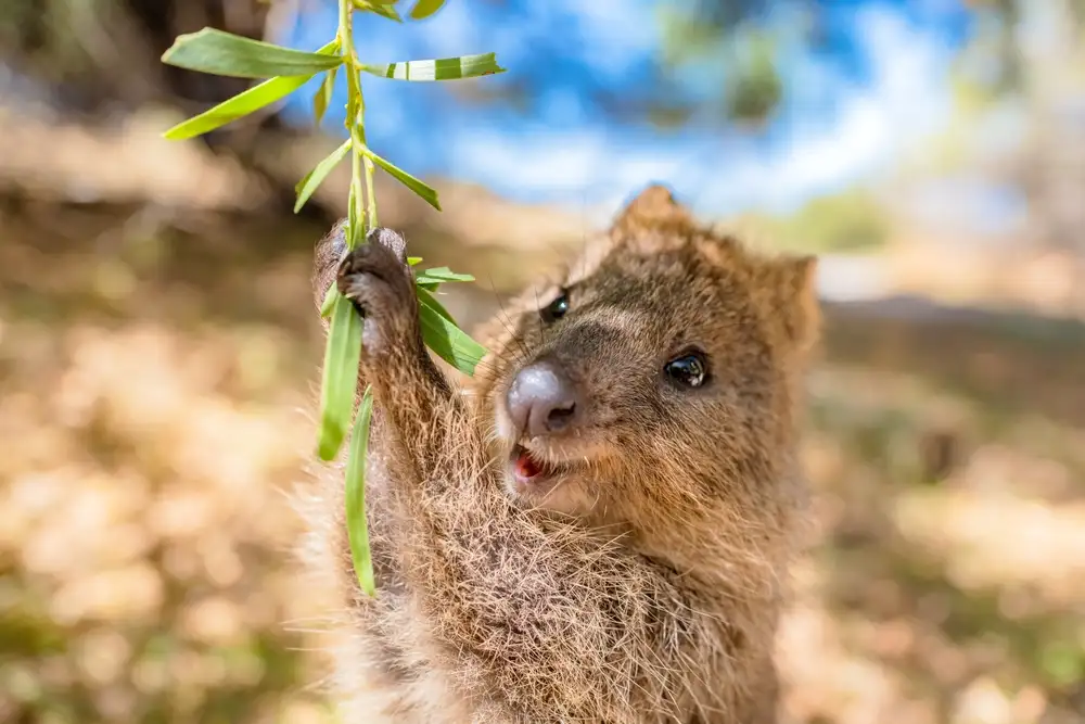Quokka