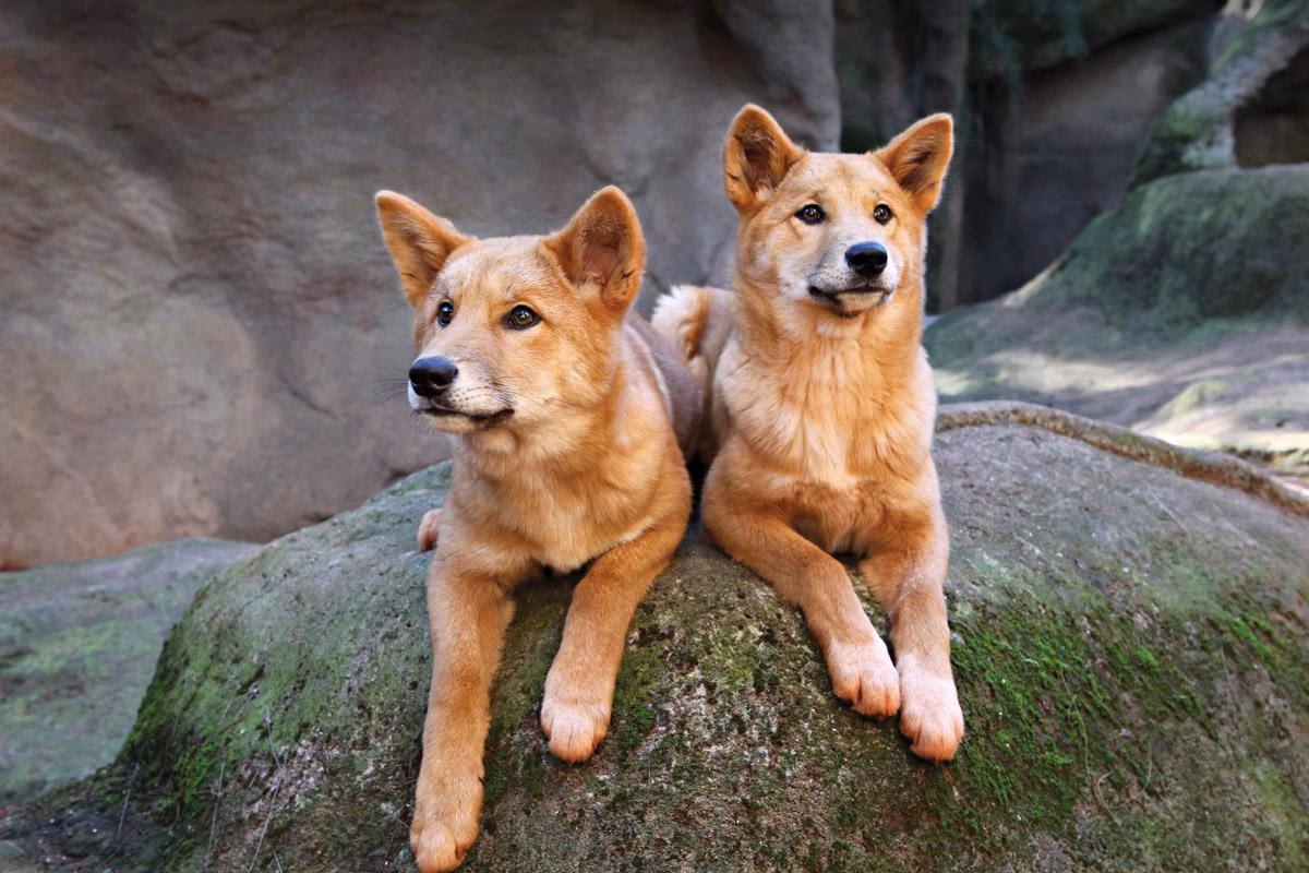 habitat Dingo