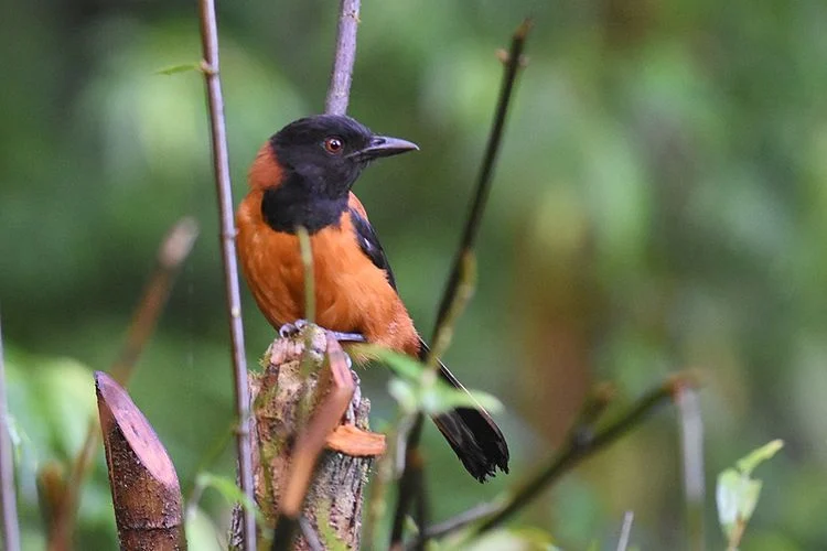 Burung Pitohui