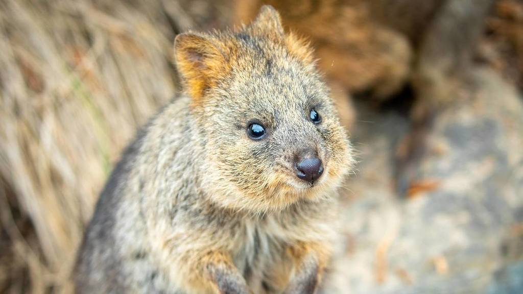 Perjalanan Hidup Bayi Quokka Sejak Lahir
