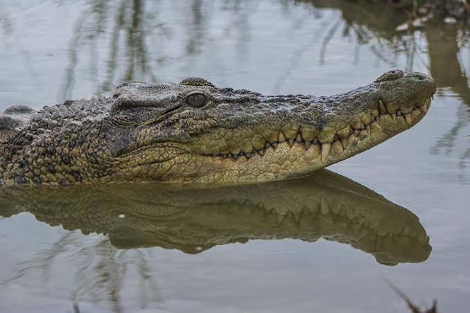 Cara Aman Beraktivitas di Habitat Buaya
