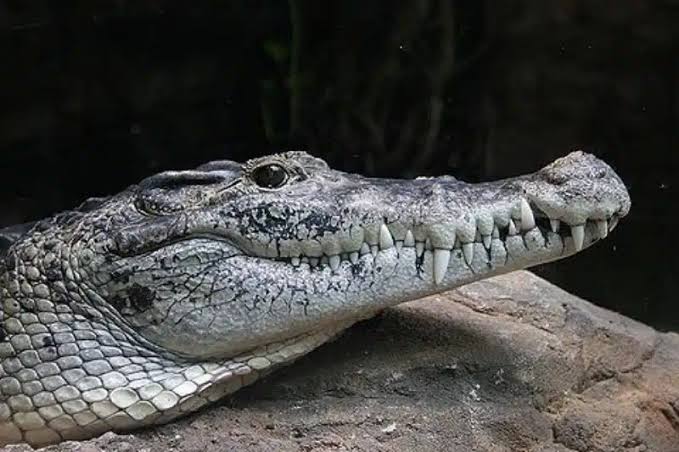 Mengenal Buaya Muara Lebih Dekat