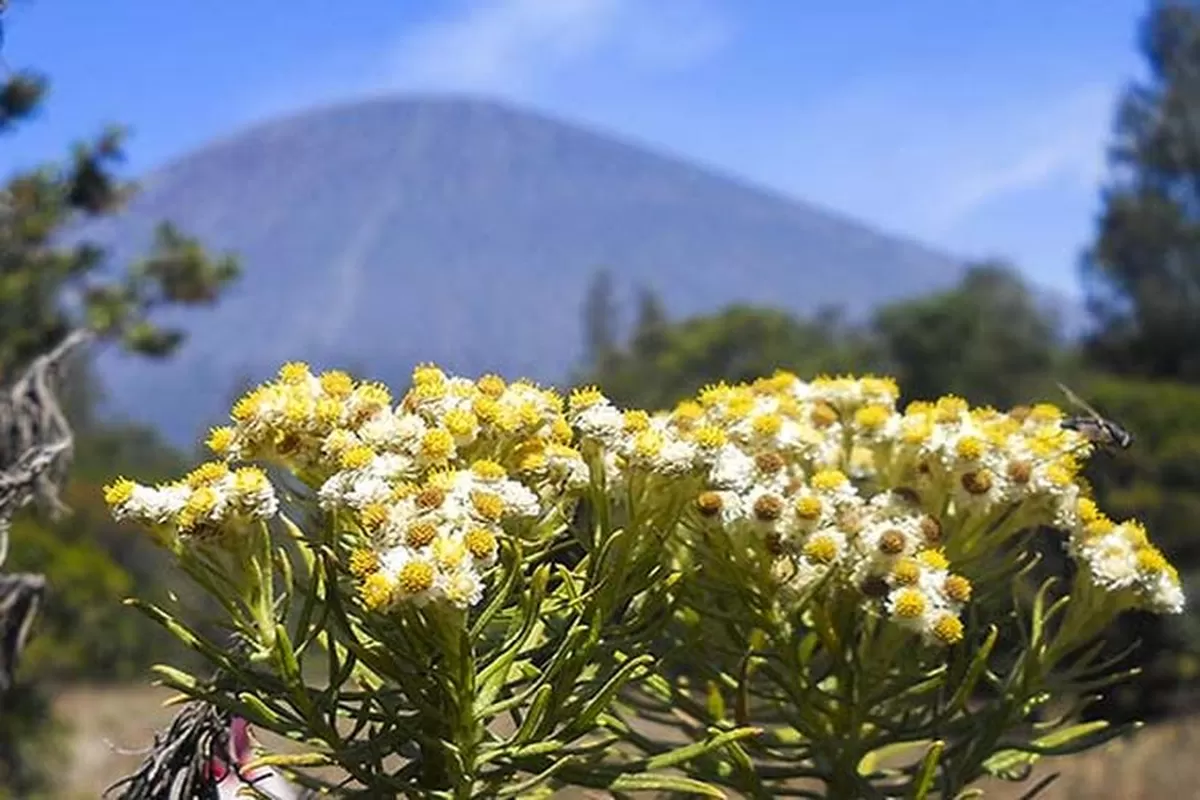 Anaphalis javanica