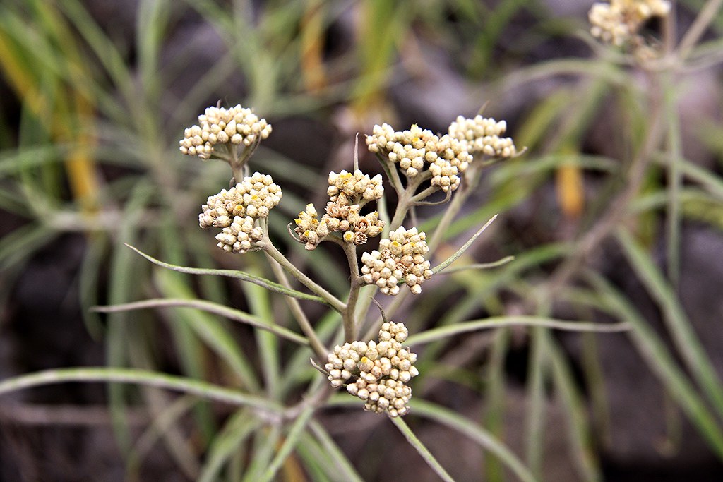 Habitat Anaphalis javanica di Pegunungan